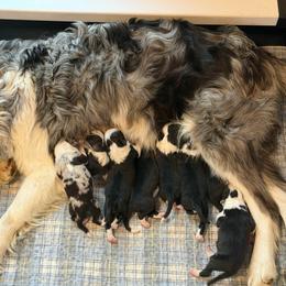 Audrey - Black and white female Border Collie puppy in Lakeview, Michigan from Haven Creek Farm
