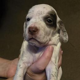 Juniper - Chestnut female Braque du Bourbonnais puppy in Deer Lodge, Tennessee from Steady Wind Braque du Bourbonnais Pointers