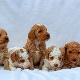 Goldendoodle puppies from ZaraDoodles
