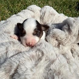 MCKENZIE - male Sporty Mix puppy in Livonia, Michigan from M7’s Shelties, Toonies & AussieDoodles