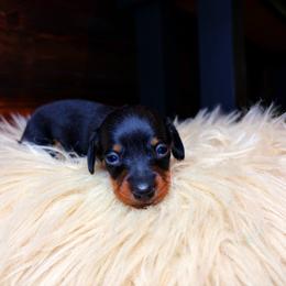 Rosalie - Black and tan female Dachshund puppy in Washburn, Tennessee from Clinch Mountain Dachshunds