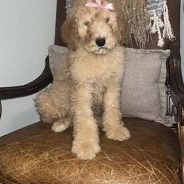 Goldendoodle Puppies from Southeast Texas doodles