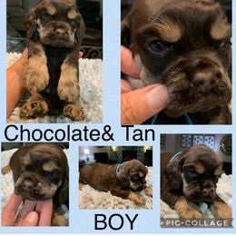 Cocker Spaniel Puppies from Richards' Cocker Kennel