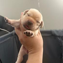Yellow female 2 - Yellow female Labrador Retriever puppy in Menifee, California from The Golden Leash Kennels