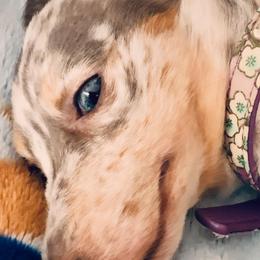 Dachshund Puppies from Meldox