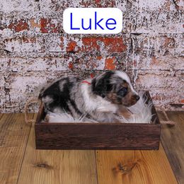 Luke - Merle male Assorted Doodle Crosses puppy in Calhoun, Georgia from Happy Top Doodles