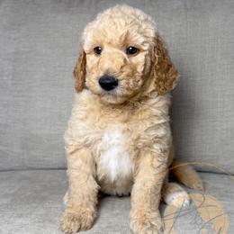 Astropop (dark green collar) - Apricot male Goldendoodle puppy in Murrieta, California from Apricot Poodles & Goldendoodles, LLC