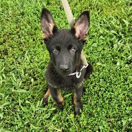 Purple collar - Black and tan female German Shepherd puppy in Ramsey, Illinois from Haus-Farr German Shepherds