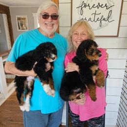 Yellow collar - Phantom female Bernedoodle puppy in Shelby, North Carolina from Forever Grateful Doodles