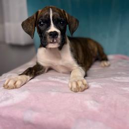 Girl 5 - Brindle female Boxer puppy in Prestonsburg, Kentucky from Diamond Standard Boxers
