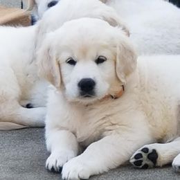 Girl 2 - Light golden Golden Retriever puppy in Galt, California from Golden Hearts Ranch English Cream Retrievers