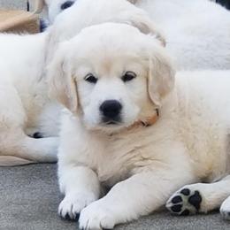 Girl 2 - Light golden Golden Retriever puppy in Galt, California from Golden Hearts Ranch English Cream Retrievers