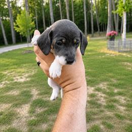 Blue  AKC  2800 - Piebald male Dachshund puppy in Indian Trail, North Carolina from Hilda’s Teenie Weenies