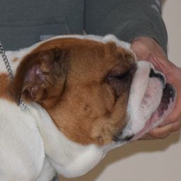 Question (Q) - Bulldog