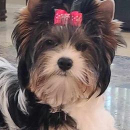 Biewer Terriers, Morkies, Yorkipoos, and Yorkshire Terriers from Yorkie Your Soulmate Puppy