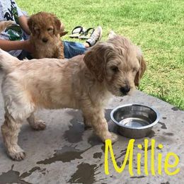 Goldendoodle Puppies from Nicole Christensen