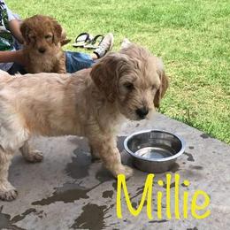 Goldendoodle Puppies from Nicole Christensen