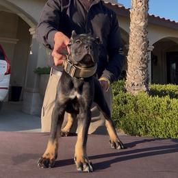 Coffee - Black brindle female Cane Corso puppy in Fontana, California from ThinLine Cane Corso