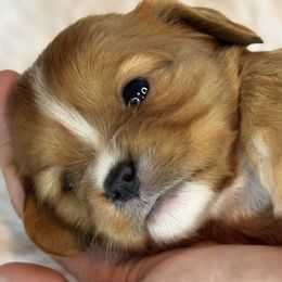 Cavalier King Charles Spaniels from Freeman's Royal Cavaliers