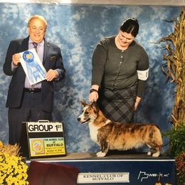 Reagan  - Cardigan Welsh Corgi