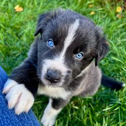 Freezy - Black & white male Australian Shepherd puppy in Marshfield, Vermont from Discovery Hill Australian Shepherds