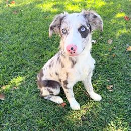 Samson - Blue merle male Miniature Australian Shepherd puppy in California from Eagle River Aussies