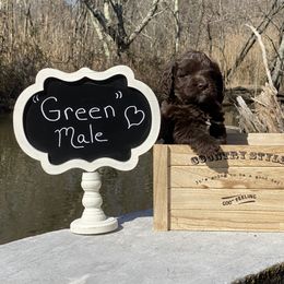 Australian Labradoodle Puppies from Hidden Springs Labradoodles