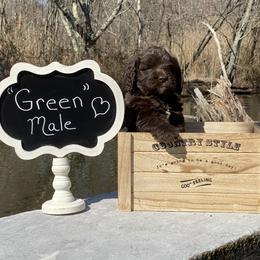 Australian Labradoodle Puppies from Hidden Springs Labradoodles