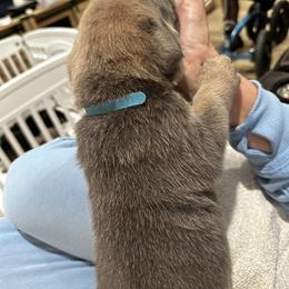 Cane Corso Puppies from Willow’s Meadow