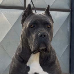 Dea - Cane Corso