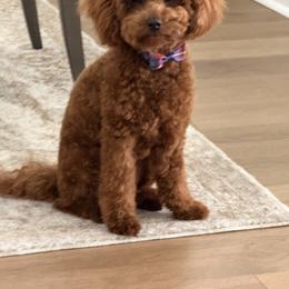 Cavapoo and Poodle All Grown Up from Heavn Sent Acres