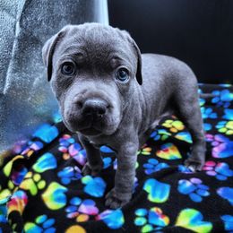 Macaroni - Blue male Staffordshire Bull Terrier puppy in Dallas, Texas from Wild Blue Staffords