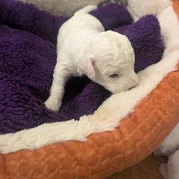 Bichon Frise Puppies from Jawoofski's Bichons