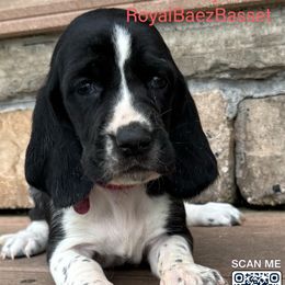 Story - Black and white female Basset Hound puppy in Sidney, Nebraska from Royal Baez Basset