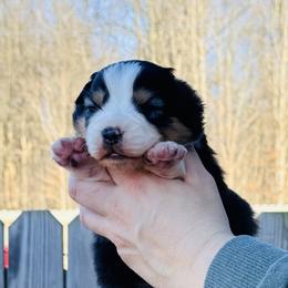 Mayo (Purple collar) - Black tri-color male Australian Shepherd puppy in Ashland, Ohio from SS Australian Shepherds