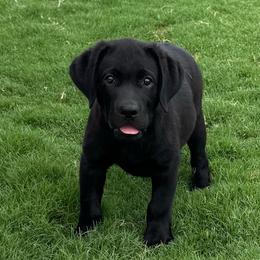 Black boy - Black male Labrador Retriever puppy in Big River, California from Cozy Acres Farm Labradors