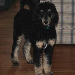 MYSTERY - Poodle