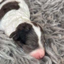 Grayson - Gray male Poodle puppy in Tampa, Florida from Designer Puppy Boutique