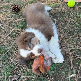 Rune - Red tri male Miniature Australian Shepherd puppy in Shingletown, California from Whiskeytown Aussies
