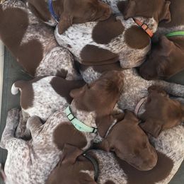 Bernedoodles, Cockapoos, and German Shorthaired Pointers from Filipiak Breeders