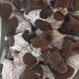 Bernedoodles, Cockapoos, and German Shorthaired Pointers from Filipiak Breeders