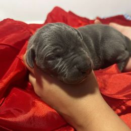 Keylime - Blue male Great Dane puppy in Salem, Oregon from Gigantes de Cervantes