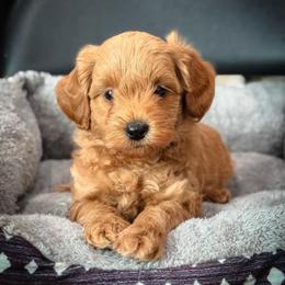 Woody - Red  male Goldendoodle puppy in Wharton, Texas from Little Fur Friends