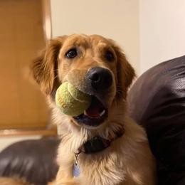 Ski (Sky) - Golden Retriever