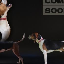 Treeing Walker Coonhounds from Falling Springs Kennel