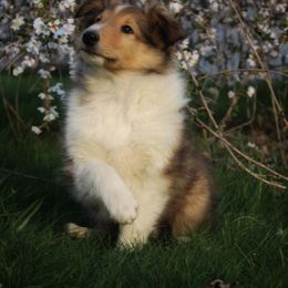 Collie Puppies from Circle H Farm