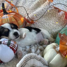Piggy - Black & tan tri-color male Morkie puppy in Lawrenceville, Georgia from Georgias Finest Puppies