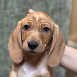 Graycie Red Girl 2 - Red female Dachshund puppy in Lakeland, Florida from Grazing Weeners
