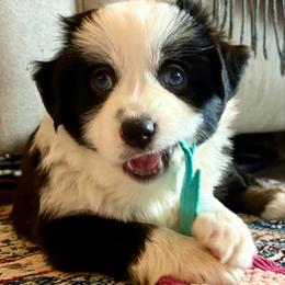 Meet Zoe - Black tri female Miniature American Shepherd puppy in Stockton, Missouri from Kizmit Farmz