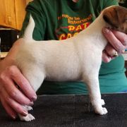 Harrier and Smooth Fox Terrier Puppies from Sheez-Beez Kennel